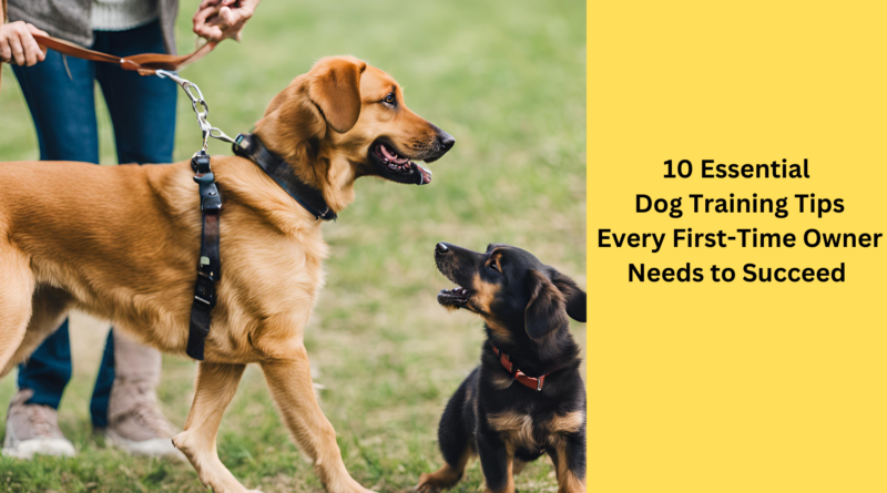 10 Essential Dog Training Tips Every First-Time Owner Needs to Succeed