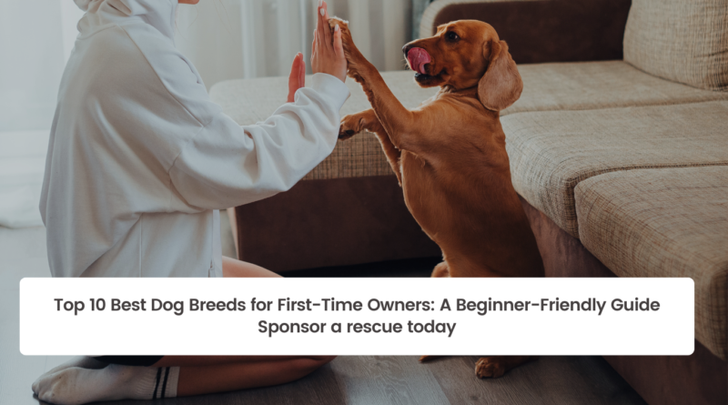 Top 10 Best Dog Breeds for First-Time Owners: A Beginner-Friendly Guide