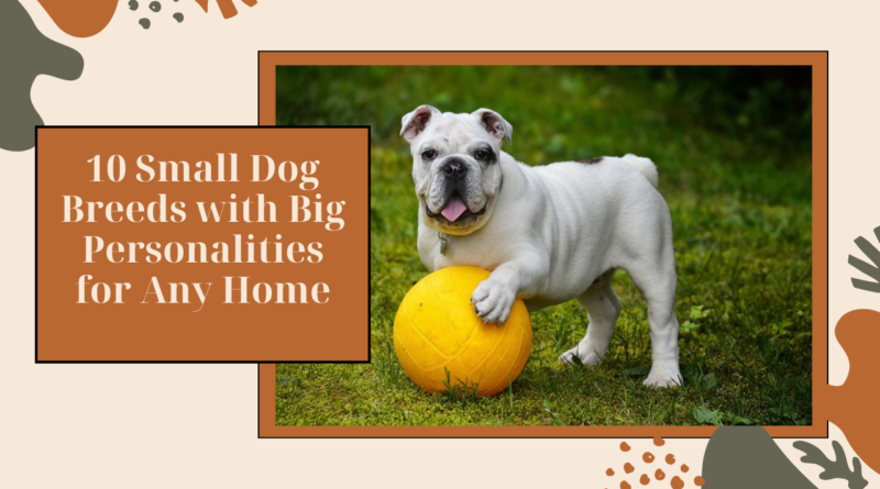 10 Small Dog Breeds with Big Personalities for Any Home