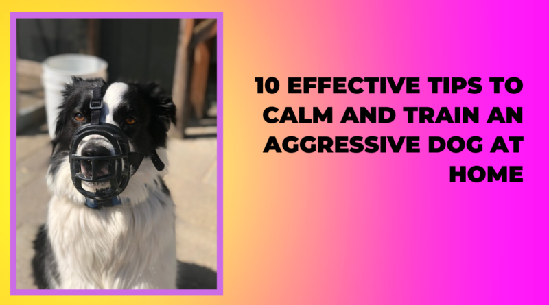 10 Effective Tips to Calm and Train an Aggressive Dog at Home