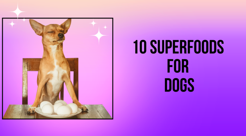 10 Superfoods for Dogs: Transform Your Pet’s Diet for a Healthier, Happier Life