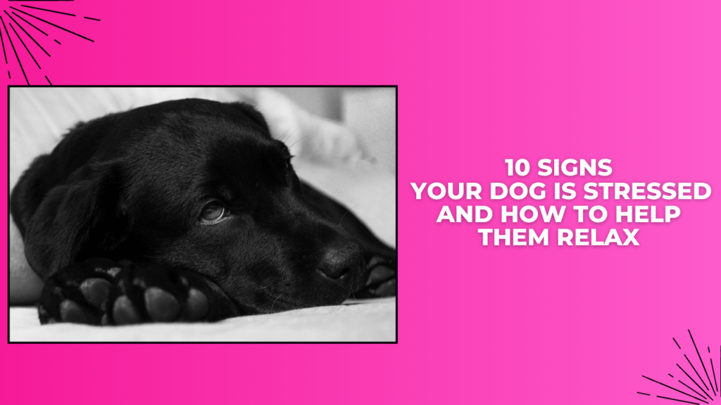 10 CLEAR Signs Your Dog Is Stressed and How to Help Them Relax