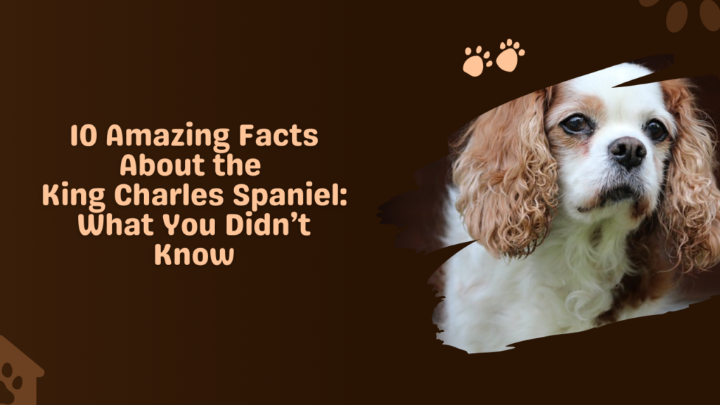 10 Amazing Facts About the King Charles Spaniel