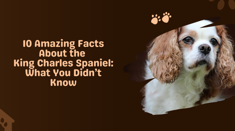 10 Amazing Facts About the King Charles Spaniel