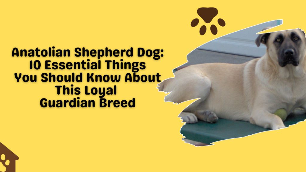 Anatolian Shepherd Dog: 10 Essential Things You Should Know About This Loyal Guardian Breed