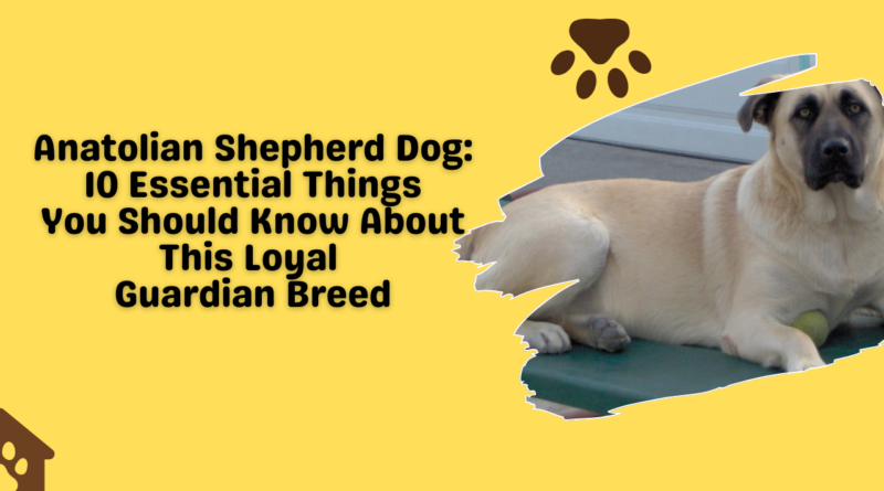 Anatolian Shepherd Dog: 10 Essential Things You Should Know About This Loyal Guardian Breed