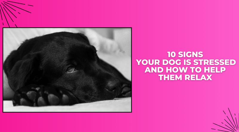 10 CLEAR Signs Your Dog Is Stressed and How to Help Them Relax
