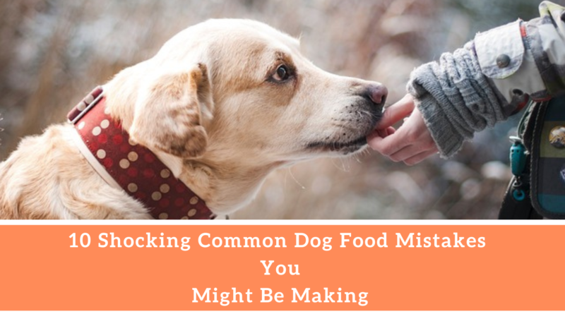 10 Shocking Common Dog Food Mistakes You Might Be Making