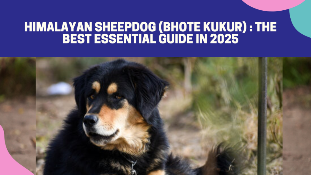 Himalayan Sheepdog (Bhote Kukur) : The Best Essential Guide In 2025