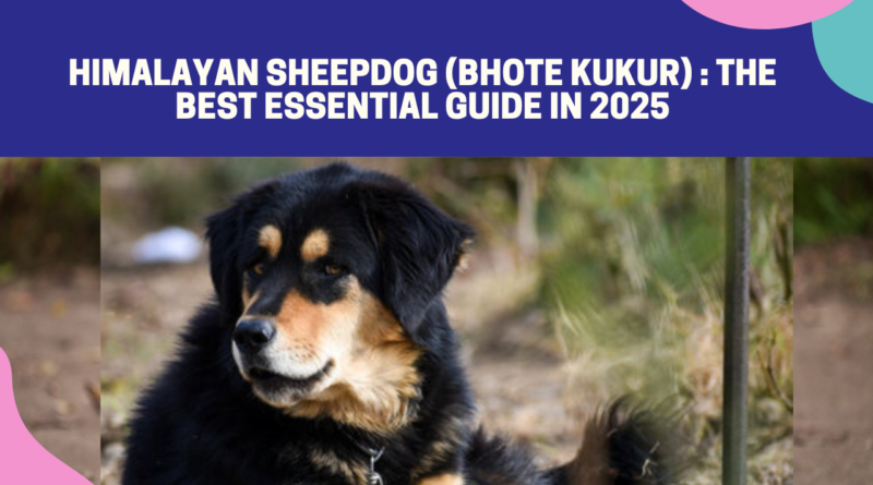 Himalayan Sheepdog (Bhote Kukur) : The Best Essential Guide In 2025