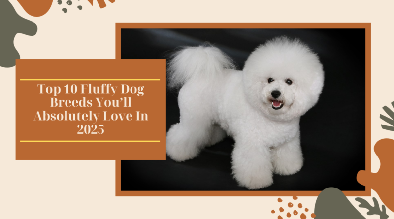 Top 10 Fluffy Dog Breeds You’ll Absolutely Love In 2025
