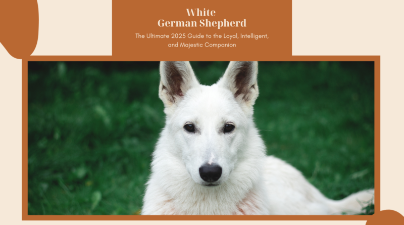 White German Shepherd: The Ultimate 2025 Guide to the Loyal, Intelligent, and Majestic Companion