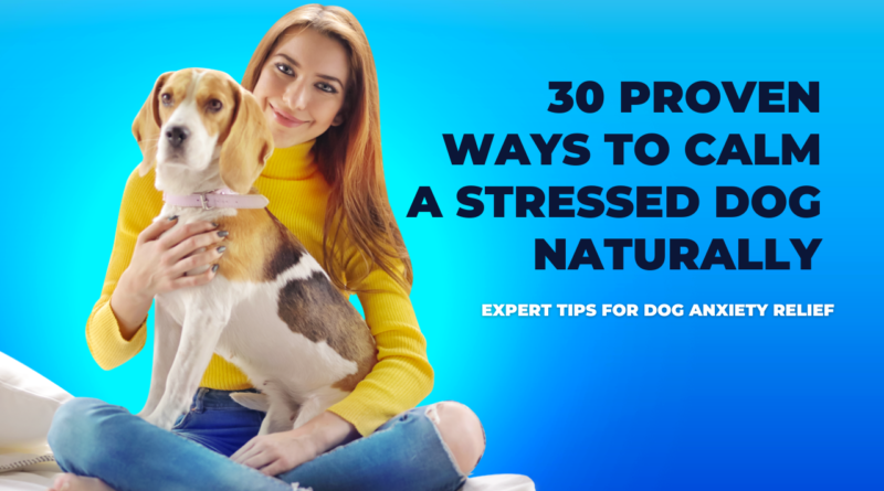 30 Proven Ways to Calm a Stressed Dog Naturally